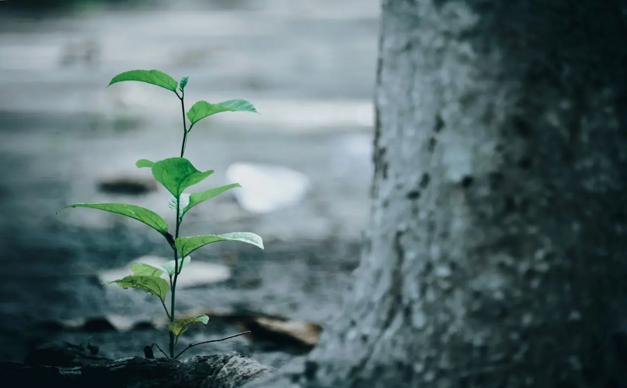 Communities restoring landscapes through tree planting.